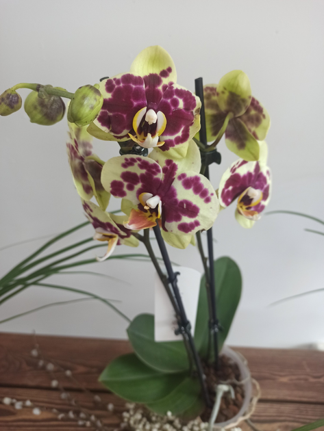 Цветущая Орхидея Фаленопсис Желтая корова (phalaenopsis) Yellow Cow 2 ...