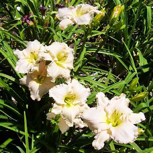 Саженцы Лилейник Spacecoast Snow Angel Белый, бежевый, кремовый Florium ...