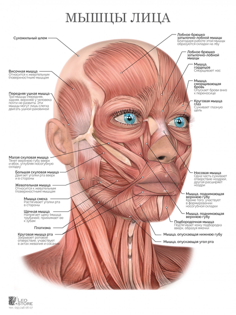Строение мышц лица фото