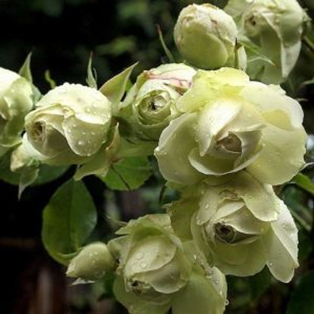 Роза Лавли Грин - ROZETKA. Купить недорого саженец розы Лавли Грин в ...