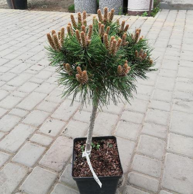 Pinus nigra 