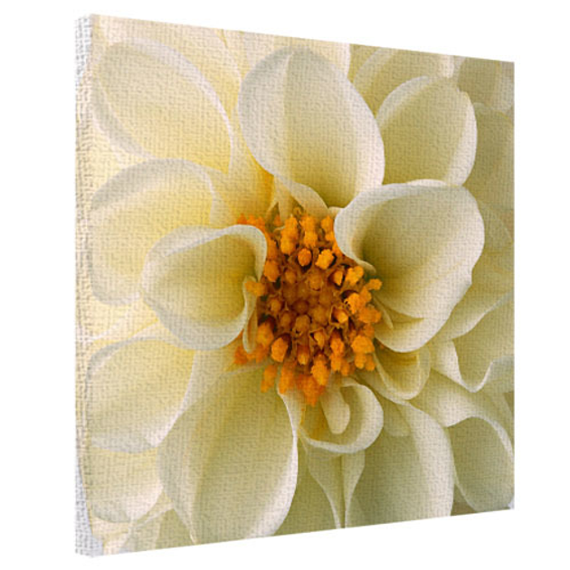 Картина на ткани Белый пион Presentville 50х50х2 см 000172263 – фото ...