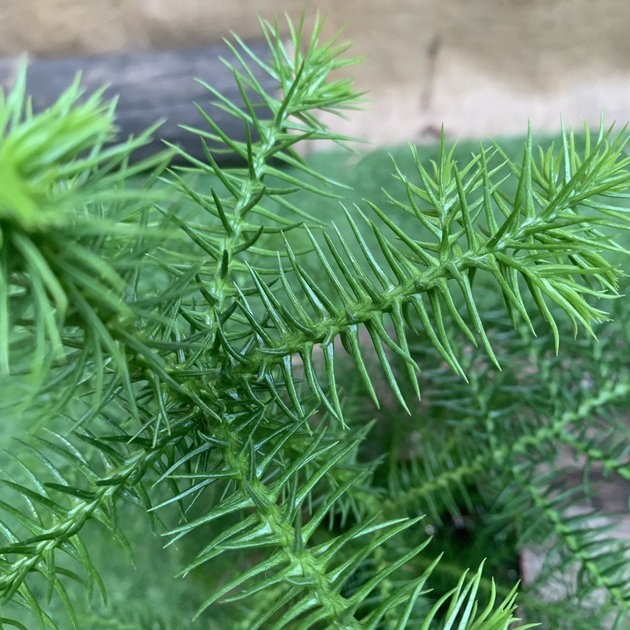 Араукария Araucaria комнатная ель, 50-60 см, объём горшка 1л – фото ...