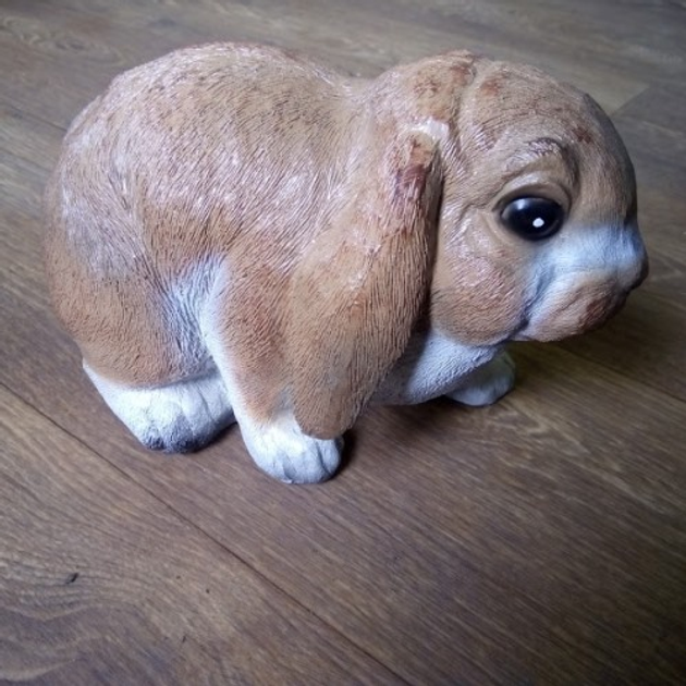 Рыжий кролик порода - фото онлайн на биржевые-записки.рф
