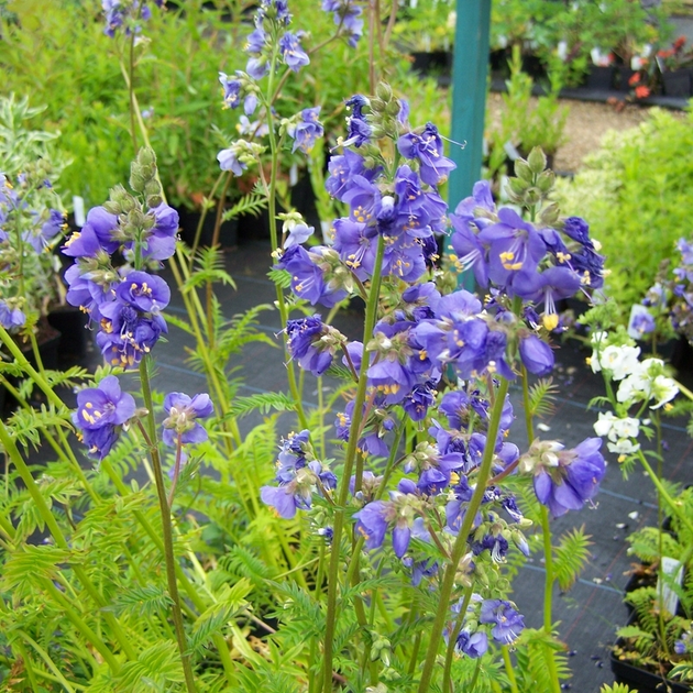 Семена синюхи голубой (Polemonium caeruleum) 100 семян OGOROD – фото ...
