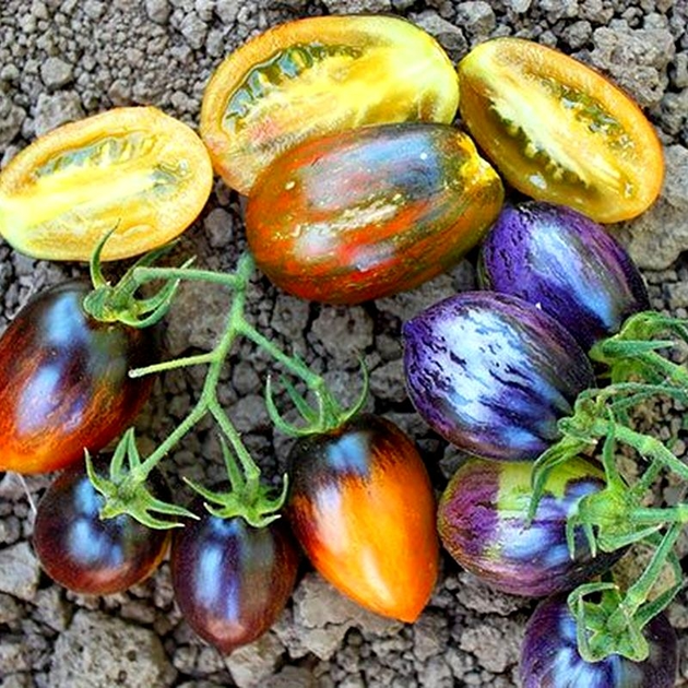 Семена томата Brad’s Atomic Grape (Атомный Виноград Брэда) 10 семян ...