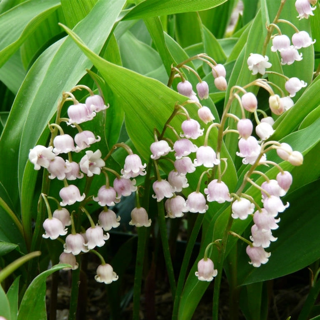 Семена ландыша майского (Convallaria majalis) 7 семян OGOROD – фото ...