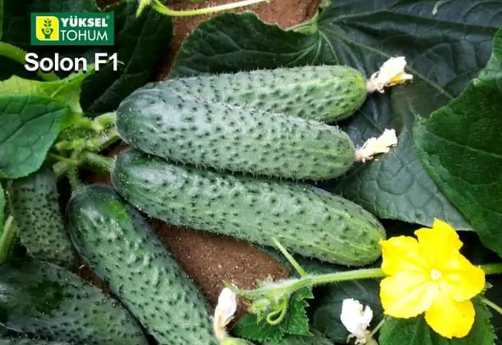 Солон F1 семян огурцов Yuksel Seeds 1000 шт - изображение 3