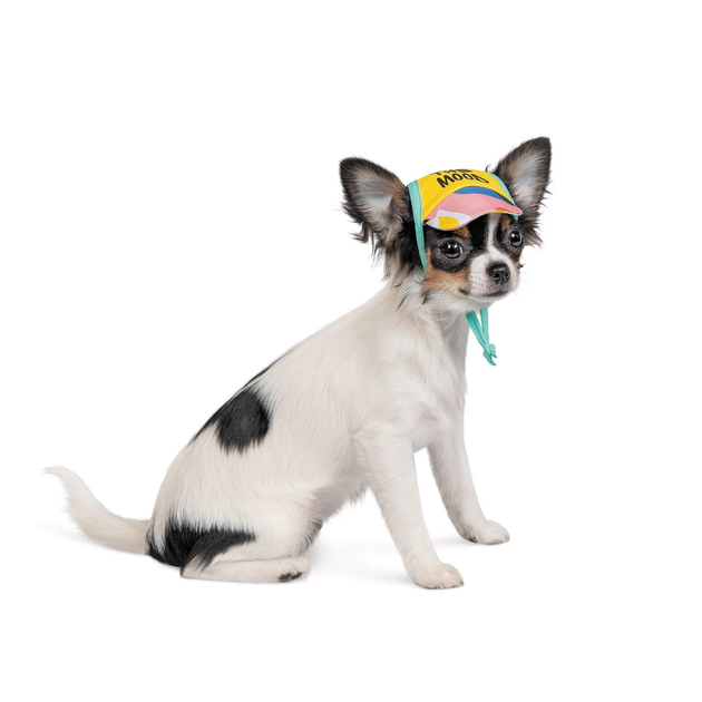 Кепка для собак Pet Fashion «SUMMER» S от продавца: lick&bark – в ...