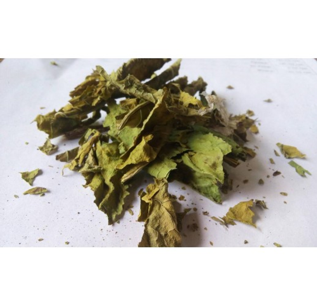 Щавель кінський листя сушене (упаковка 5 кг) - зображення 1