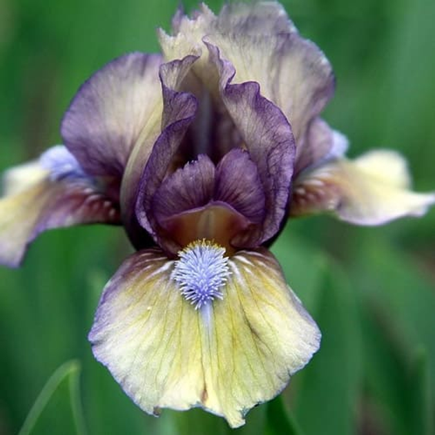 Ирис Pumila Рулада Лавандовый Florium (329419) – фото, отзывы ...