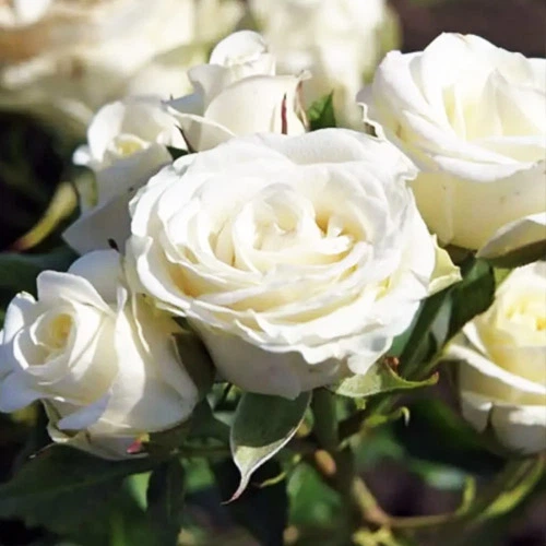 Саджанці Троянда бордюрна White Lady Білий Florium (512508) - зображення 2