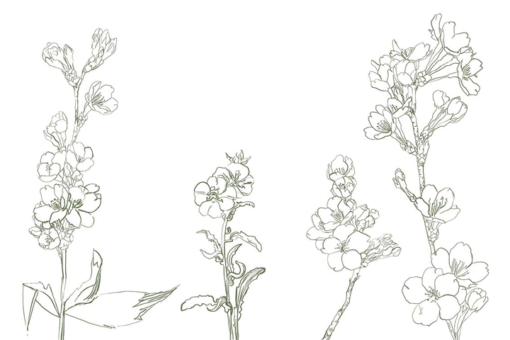 Конспект НОД по рисованию «Ветка вишни» (рисование цветными карандашами)