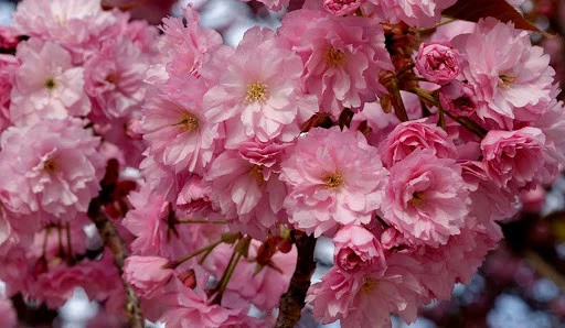 Сакура Канзан / Prunus serrulata Kanzan С30/ Ра 180/ Н220/ обх 10
