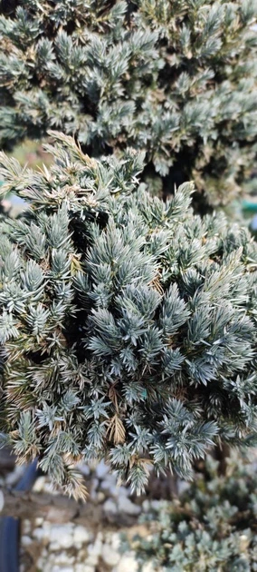 Ялівець лускатий Meyeri, Бонсай/Juniperus squamata Meyeri, Bonsai С60 / Н100-120 - зображення 12