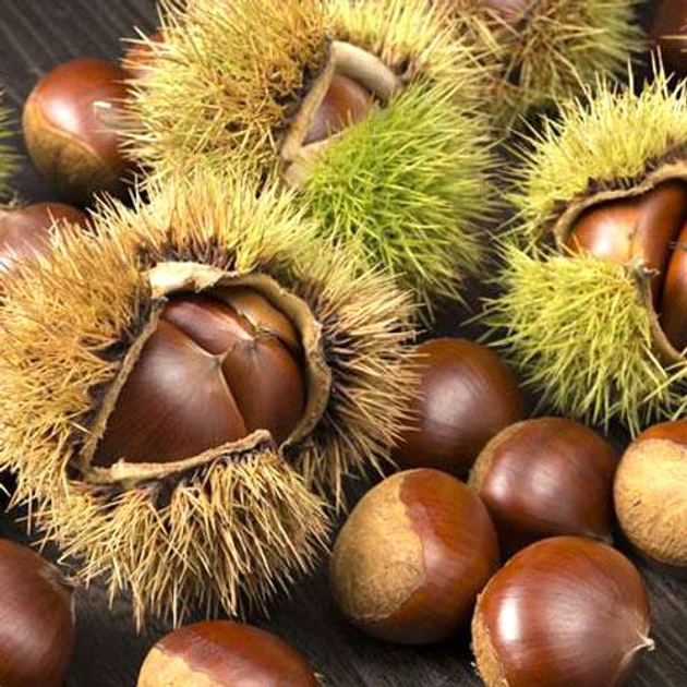 Каштан Їстівний /Каштан Съедобный / Castanea sativa C25-50, h 180-250 ...