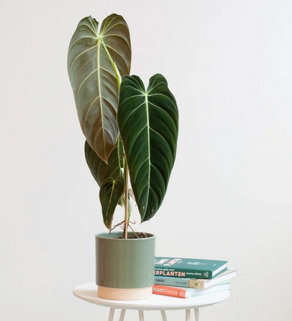 Филодендрон Melanochrysum, горшок 13", высота 45-50 см – фото, отзывы ...