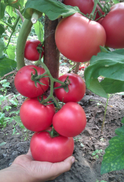 Насіння Томат Божественний, 0,1 г (GL Seeds) - зображення 3