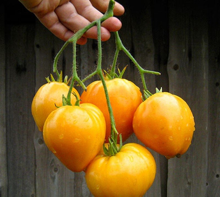 Насіння Томат Серце Ашхабада, 0,1 г (GL Seeds) - зображення 2