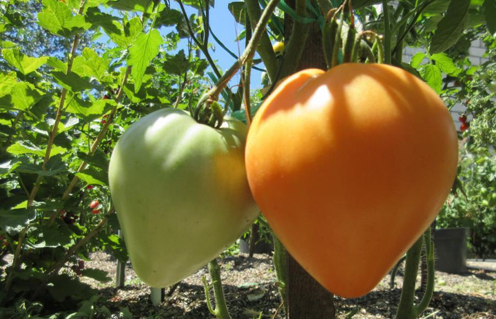 Насіння Томат Серце Ашхабада, 0,1 г (GL Seeds) - зображення 3