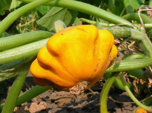 Семена Патиссон НЛО, 3 г (GL Seeds) - Фото 4 Семена Патиссон НЛО, 3 г (GL Seeds) - изображение 4