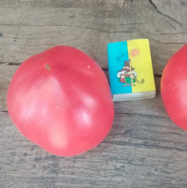 Насіння Томат Гопак, 0,15 г (GL Seeds) - зображення 3
