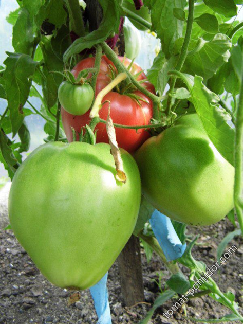 Насіння Томат Гопак, 0,15 г (GL Seeds) - зображення 4