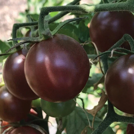Семена Томат Блэк черри, 0,1 г (GL Seeds) - изображение 3