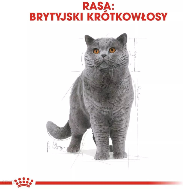 Упаковка вологого корму для дорослих кішок Royal Canin British Shorthair Adult 12 x 85 г (9003579001240) - зображення 5