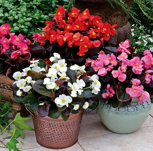 Насіння Бегонія Бада Бум F1, суміш, вічноквітуча, 20 шт (Syngenta Flowers) - зображення 2