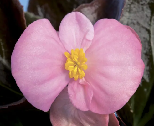 Насіння Бегонія Бада Бум F1, суміш, вічноквітуча, 20 шт (Syngenta Flowers) - зображення 6