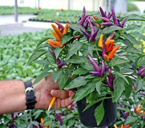 Семена Перец острый Маскарад, декоративный, 0,25 г (GL Seeds) - Фото 3 Семена Перец острый Маскарад, декоративный, 0,25 г (GL Seeds) - изображение 3