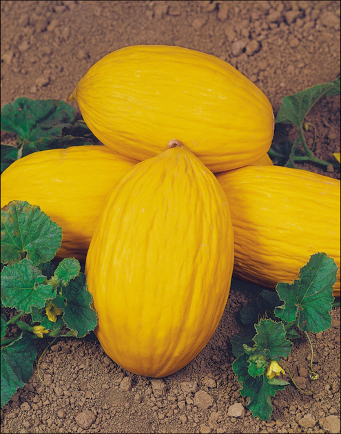 Семена Дыня Ругоссо ди косенца, 20 шт (Коуэл) – купить онлайн на ROZETKA