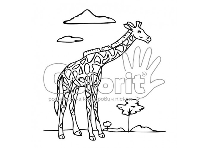 Жираф рисунок раскраска - 66 фото