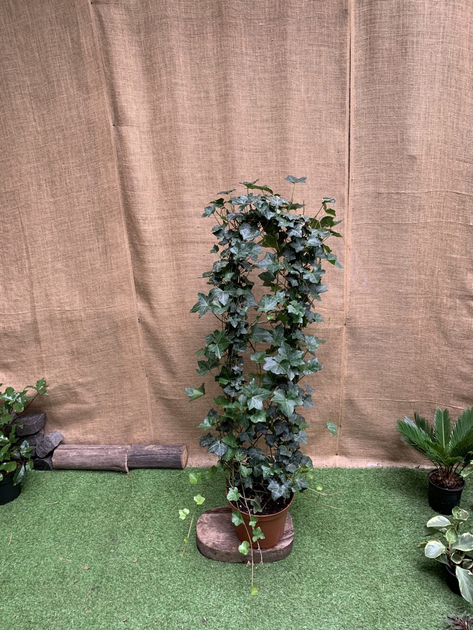 Плющ Хедера Хиберника Hedera Hibernica, висота 90-110см, горщик 8л ...