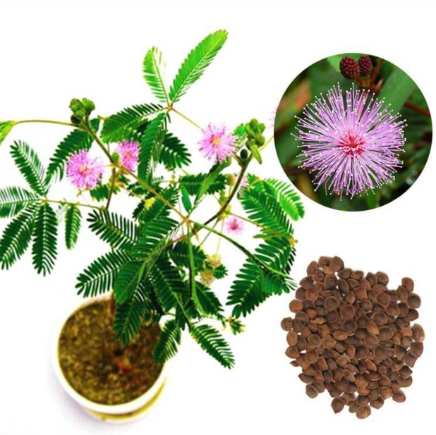 Насіння Мімоза Соромлива красуня, 0,2 г (GL Seeds) - зображення 4
