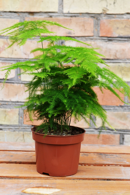 Аспарагус Asparagus Setaceus, d12 см, h35-40 см – фото, отзывы ...