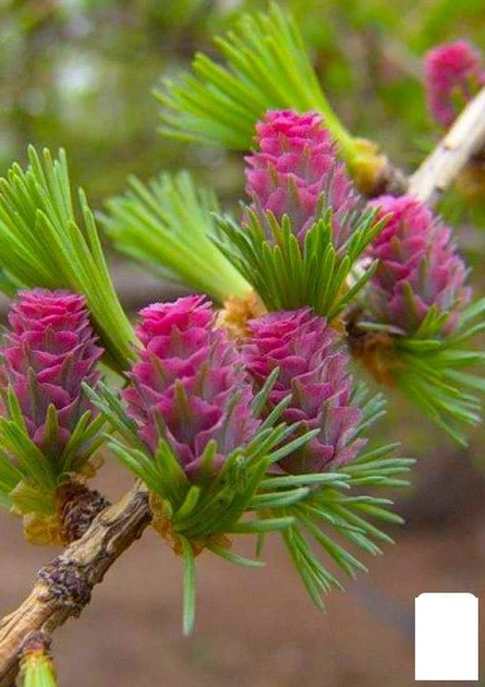 Лиственница Даурская насыщенная ярко-зеленая "Картье" (Cartіer ...