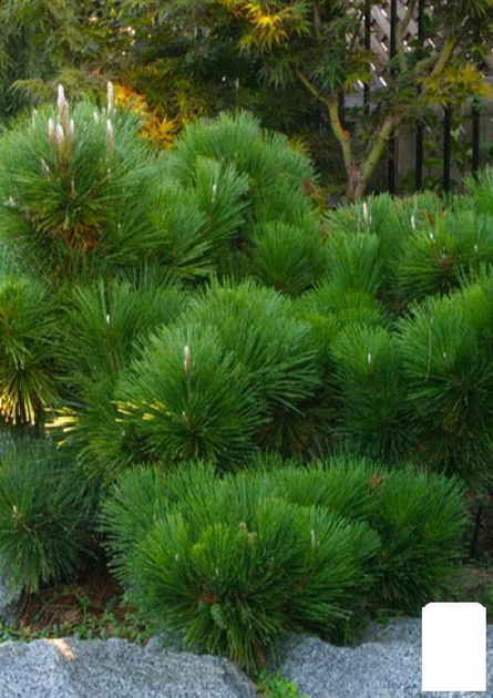Сосна Чёрная Японская (идеальна для бонсай) "Pinus Thunbergii" (горшок ...
