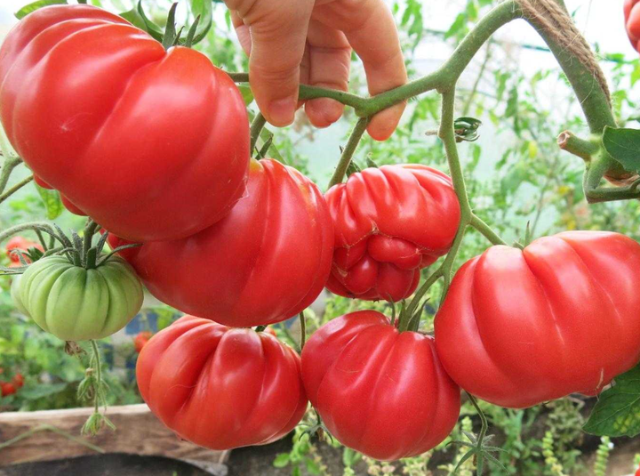 Насіння Томат Американський ребристий, 0,2 г (GL Seeds) - зображення 5