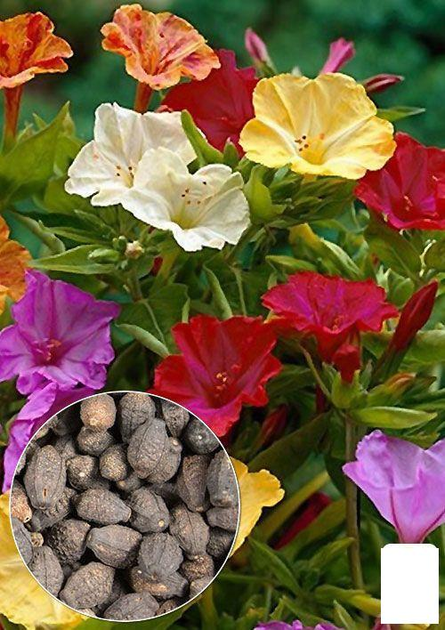На развес Мирабилис смесь Agro-Market цена за 3г (13271) – фото, отзывы ...