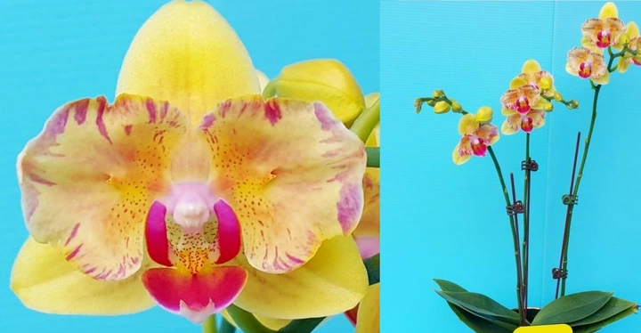 Орхидея (нецветущий подросток) TopDreams Phal 5007 Heart prince