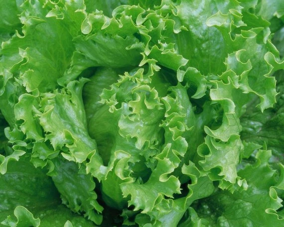 Семена Салат Ева, кочанный, 1 г (GL Seeds) - Фото 2 Семена Салат Ева, кочанный, 1 г (GL Seeds) - изображение 2