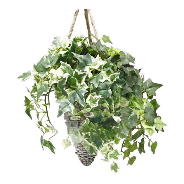 Плющ хедера вариегатный (Hedera Variegata) до 10 см – фото, отзывы ...