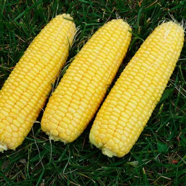 Семена Кукуруза сахарная Свит Парадайз F1 Lark Seeds 20 шт – фото ...