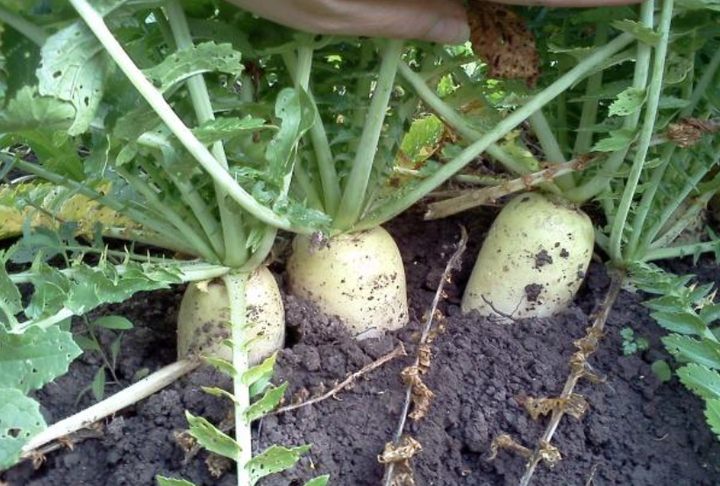 Семена Дайкон Дракон, 3 г (GL Seeds) - Фото 4 Семена Дайкон Дракон, 3 г (GL Seeds) - изображение 4