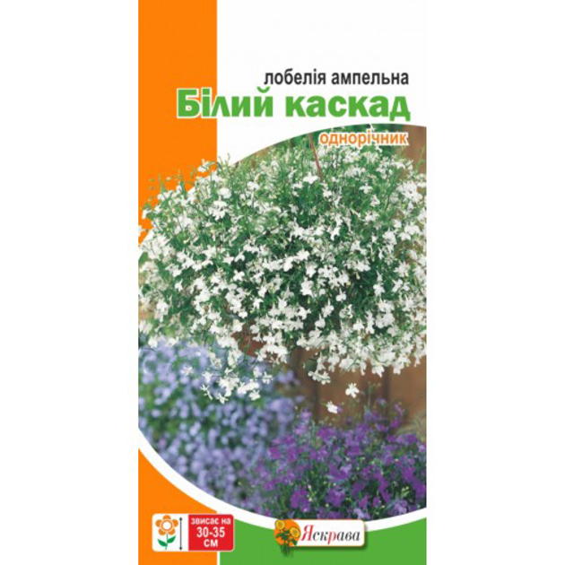 Когда сажать лобелию на рассаду и как правильно это делать