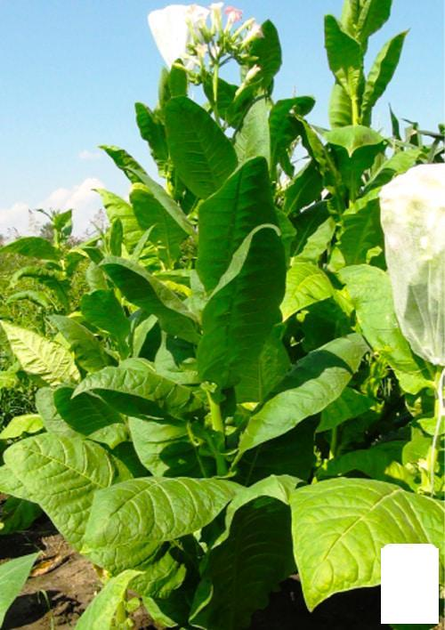 Семена курительного табака - ROZETKA. Купить выгодно курительный табак ...