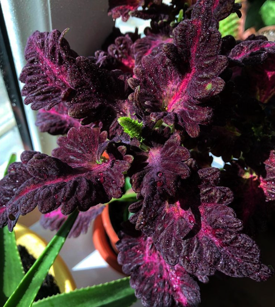 Насіння Колеус Чорний дракон, декоративний, 10 шт (GL Seeds) - зображення 4