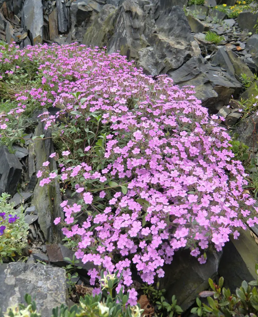 Семена Мыльнянка (Сапонария), 0,2 г (Семена Украины) - Фото 4 Семена Мыльнянка (Сапонария), 0,2 г (Семена Украины) - изображение 4